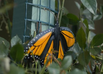 Metal Monarch Butterfly